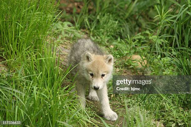 arctic wolf cub - arctic wolf 個照片及圖片檔