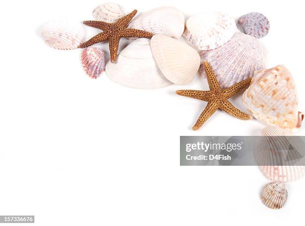 sea life - starfish stock-fotos und bilder