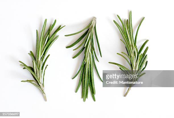 fresh rosemary sprigs or rosmarinus officinalis on white - spice stock pictures, royalty-free photos & images