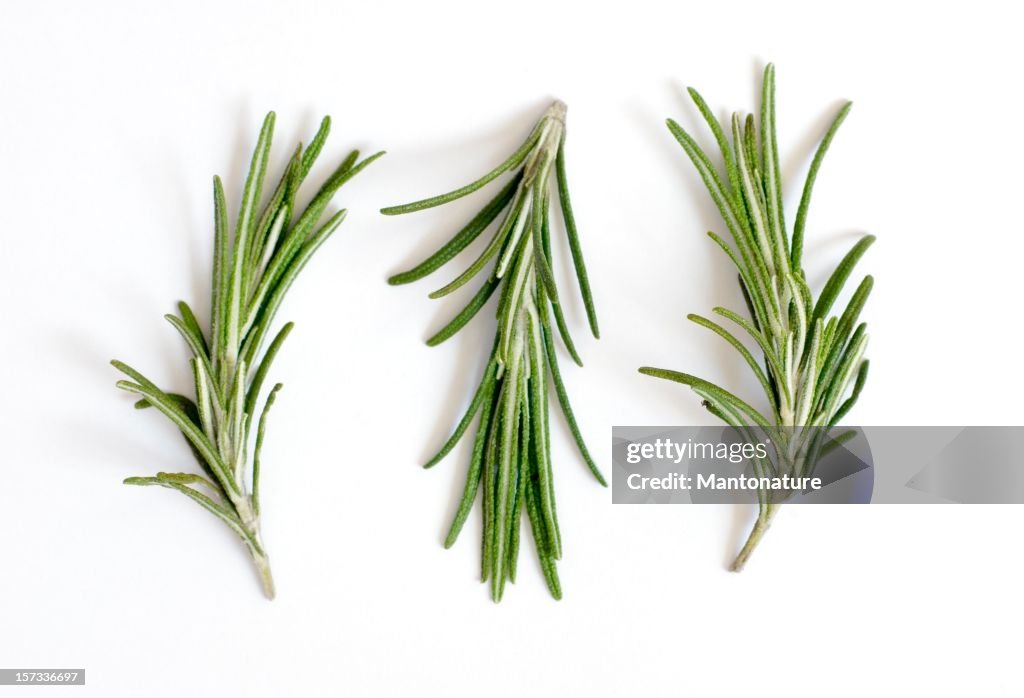 Alecrim frescos (Rosmarinus officinalis) em branco