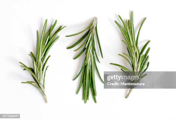 frescas de rosmaninho (rosmarinus officinalis) em branco - fitoterapia imagens e fotografias de stock