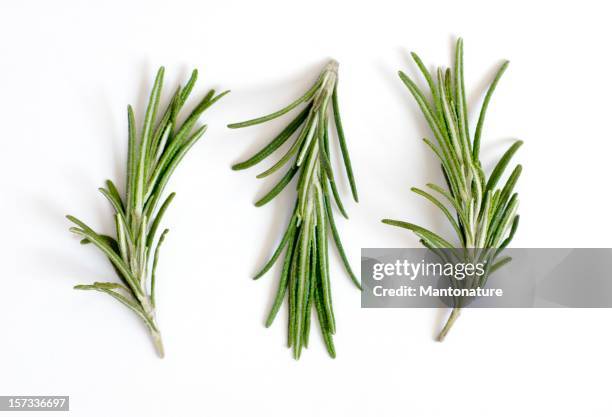 fresh rosemary sprigs or rosmarinus officinalis on white - rosmarin bildbanksfoton och bilder