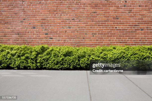 muro di mattoni con siepe di arbusti come sfondo o sfondo - cespuglio foto e immagini stock