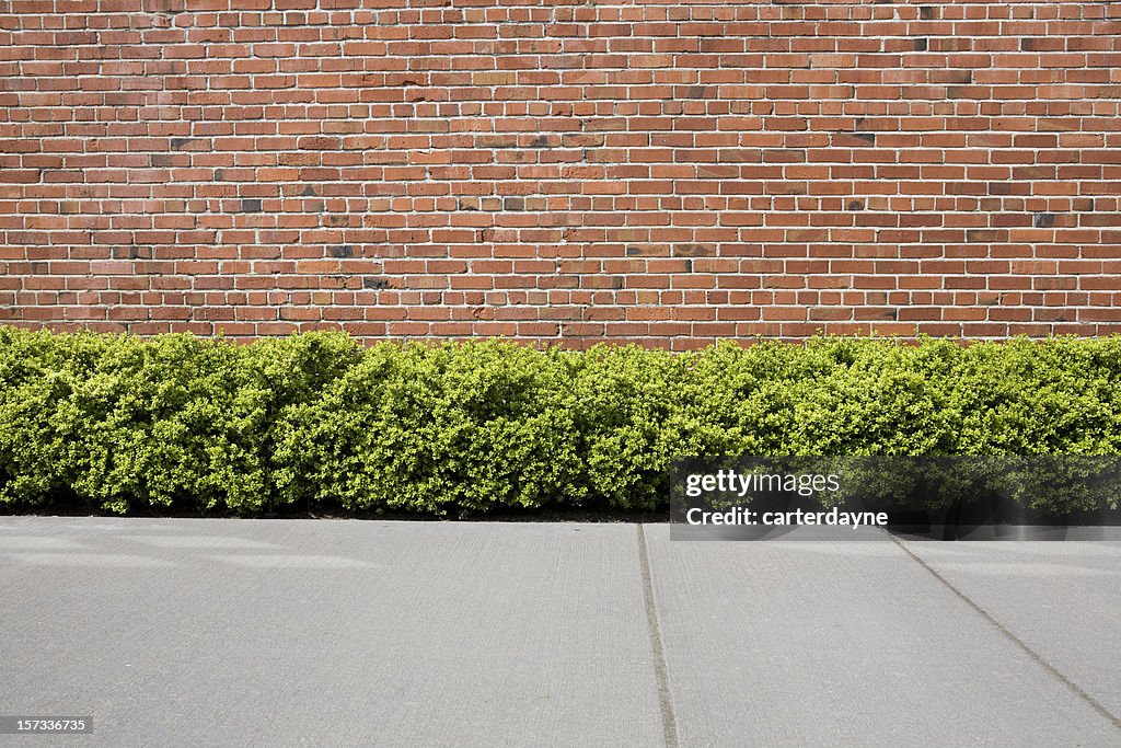 Brick wall with hedge shrubs as background or backdrop