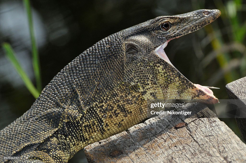 Giant Monitor Lizard