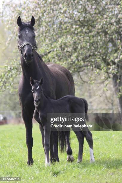 young stallion with mother - veulen stockfoto's en -beelden