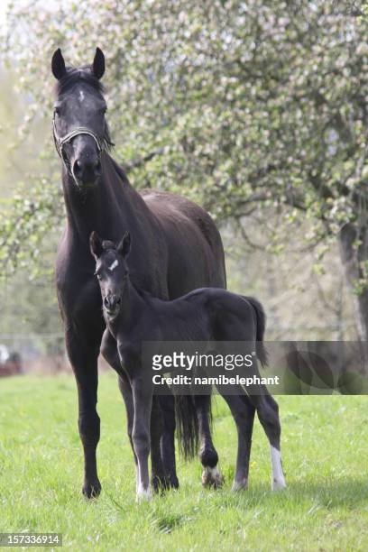 young stallion with mother - föl bildbanksfoton och bilder