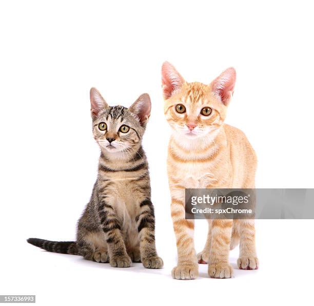 kittens - twee dieren stockfoto's en -beelden