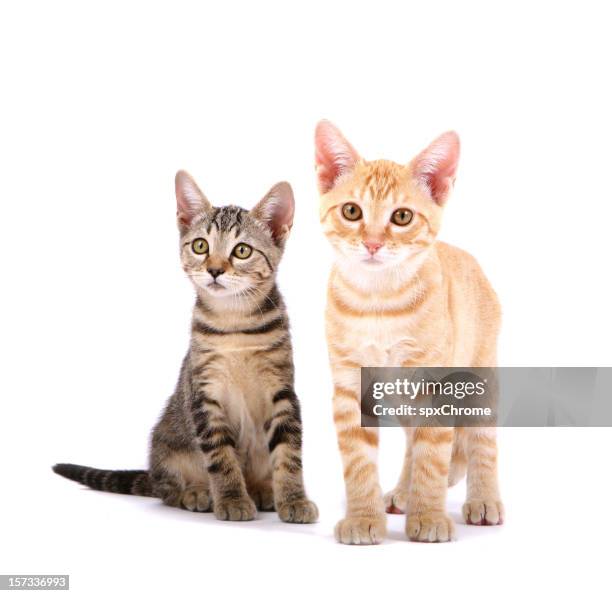 kittens - cat and kittens stock pictures, royalty-free photos & images