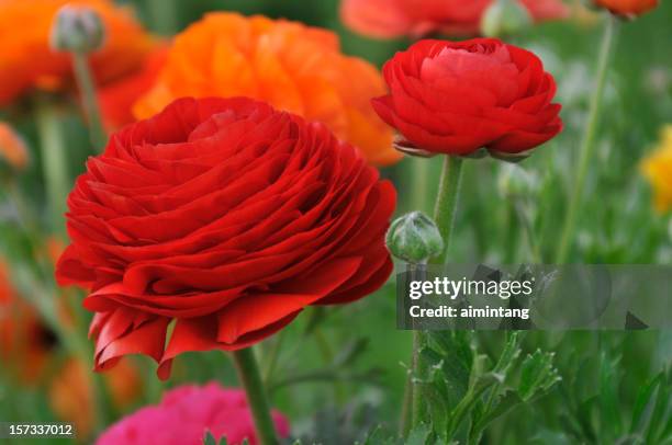 Red Ranunculus High-Res Stock Photo