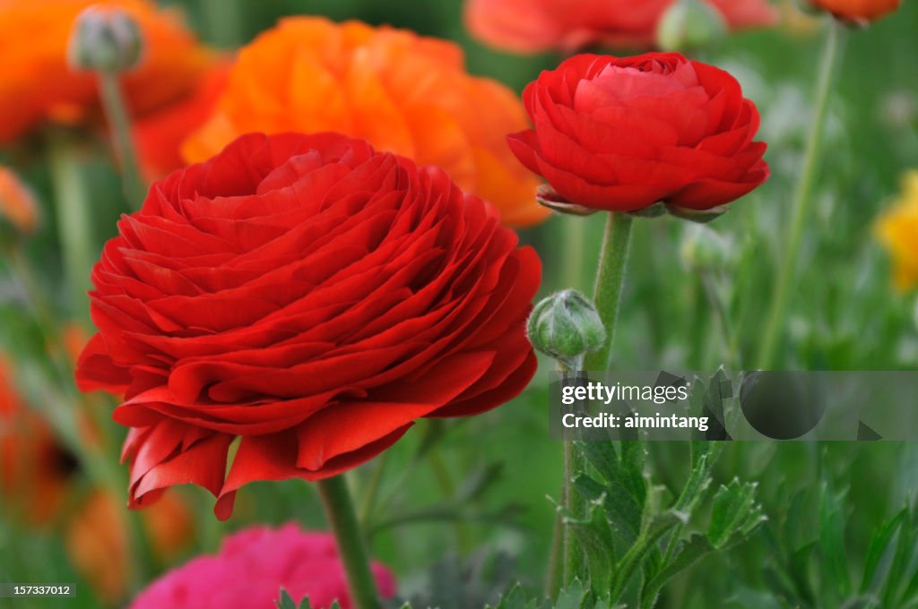 Red Ranunculus