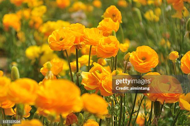 yellow ranunculus - ranunculus stock pictures, royalty-free photos & images