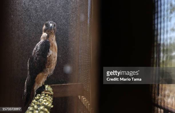 Arya, a red-tailed hawk, is sprayed down with water by a volunteer at Liberty Wildlife, an animal rehabilitation center and hospital, during...