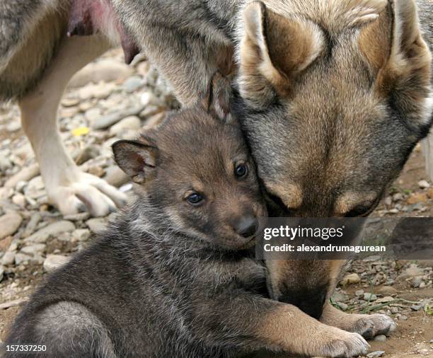 wild wolf and her puppies. - wolf baby stock pictures, royalty-free photos & images