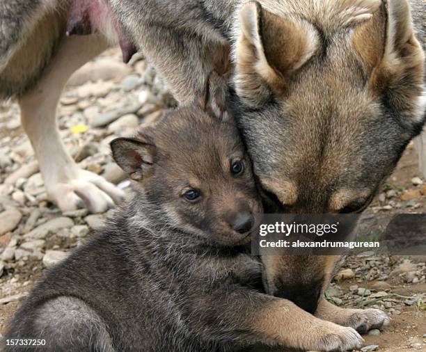 wild wolf and her puppies. - cub stock pictures, royalty-free photos & images