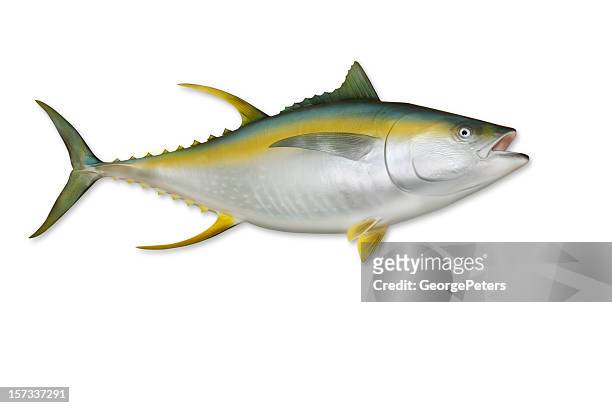 atún de aleta amarilla con trazado de recorte - flipper fotografías e imágenes de stock