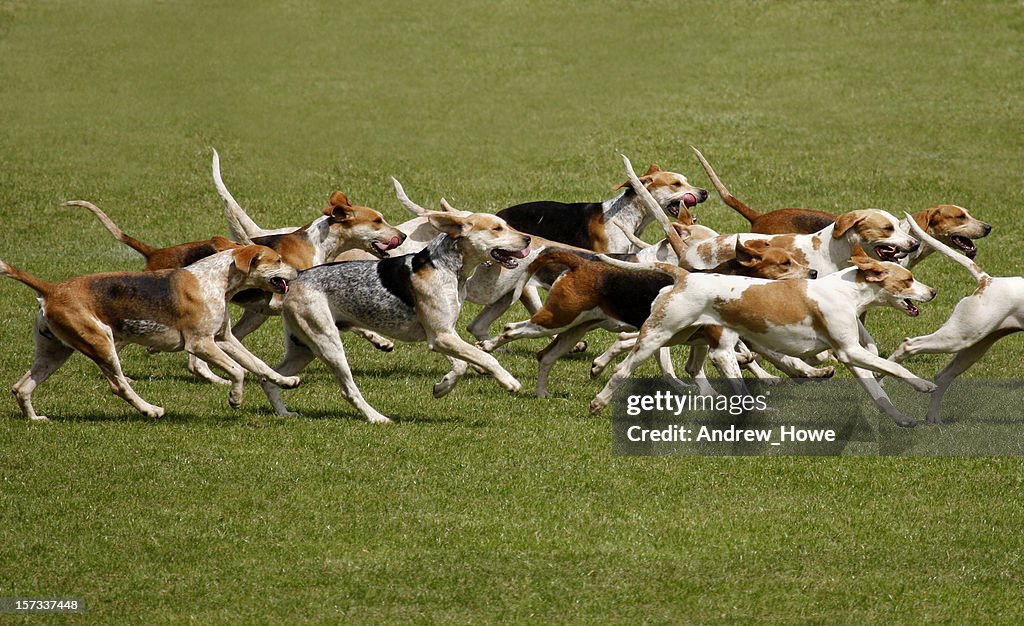 Chiens de chasse