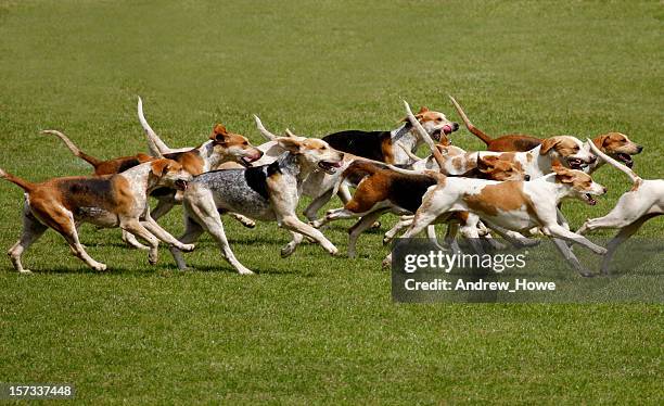 hunting dogs - foxhound stock pictures, royalty-free photos & images