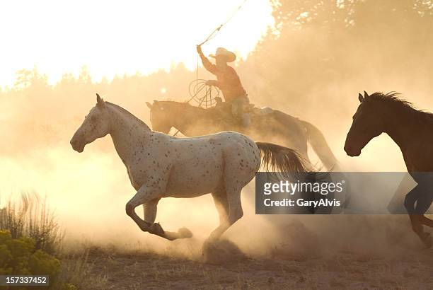 horses - vaqueros stock pictures, royalty-free photos & images