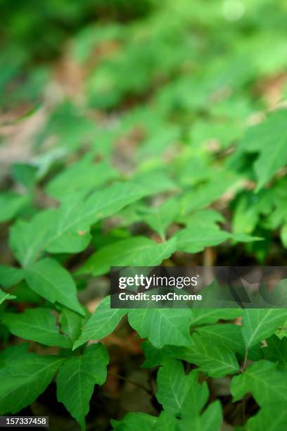 poison ivey - poison ivy stock pictures, royalty-free photos & images