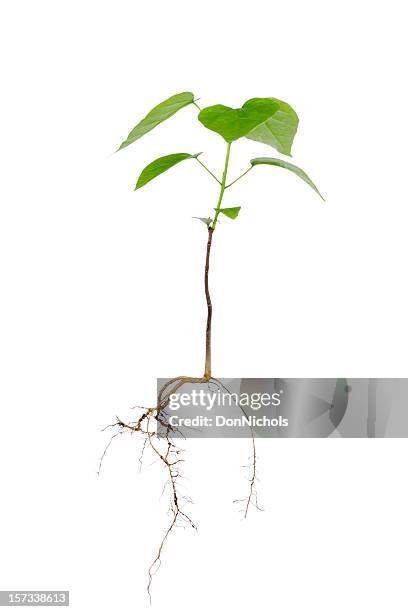 nuevo árbol y roots - sapling fotografías e imágenes de stock