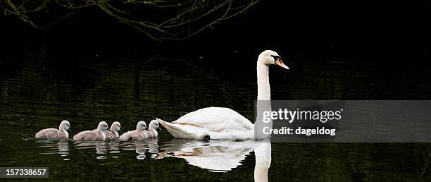 family of five! - cygnet stock pictures, royalty-free photos & images