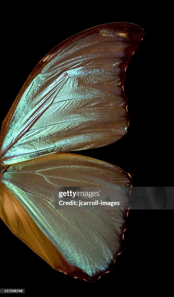 Blue Morpho Butterfly Wing