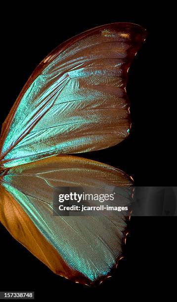 blue morpho butterfly wing - butterfly wings stock pictures, royalty-free photos & images