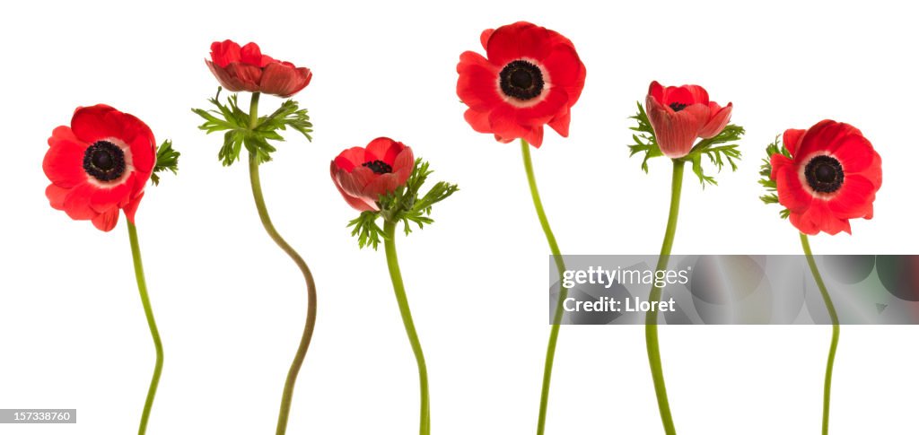 Red Poppies (XXL+)