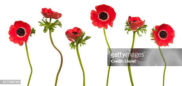 red poppies (xxl+) - red poppy stock pictures, royalty-free photos & images