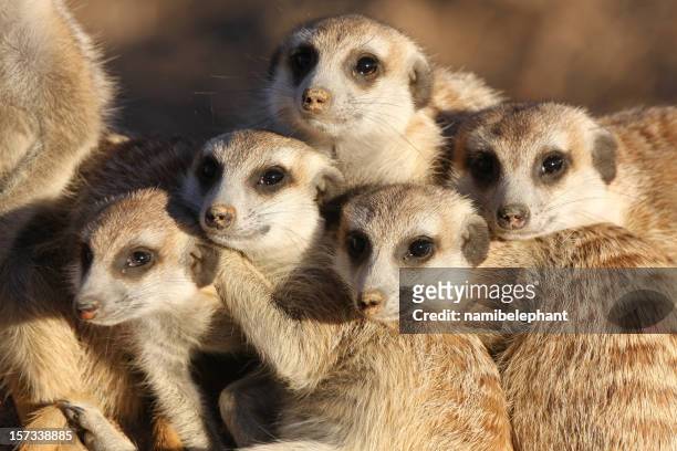 group of meerkats - kalahari desert 個照片及圖片檔