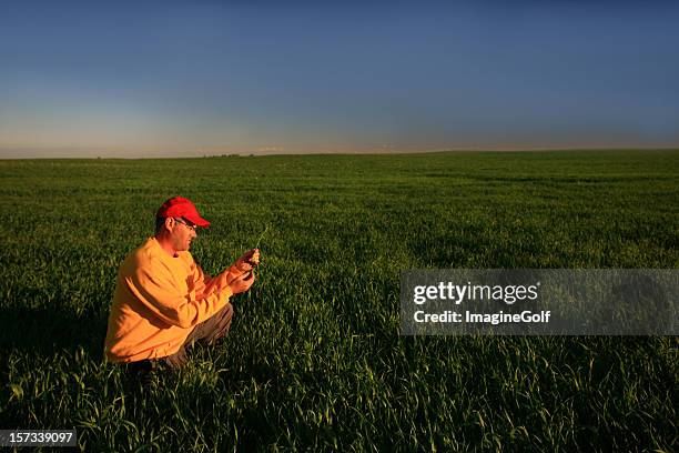 male caucasian farmer inspecting his wheat crop - saskatchewan prairie stock pictures, royalty-free photos & images