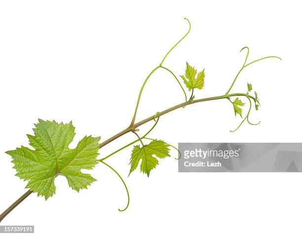 grape vine with leaves on white background - vine plant stock pictures, royalty-free photos & images