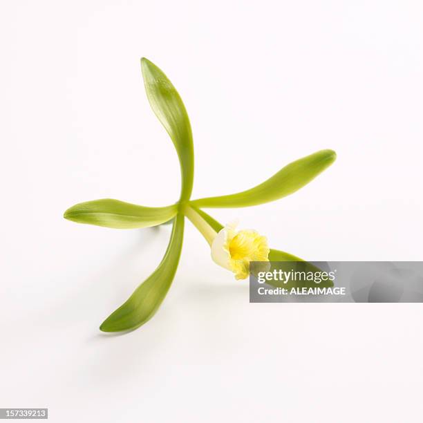 vanille-blume - vanille stock-fotos und bilder