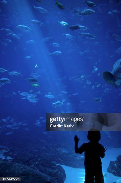 wonderous sea life - atlanta aquarium stock pictures, royalty-free photos & images