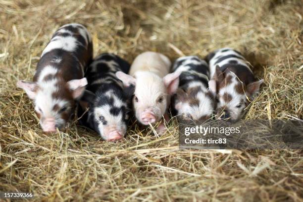 five piglets - piglet bildbanksfoton och bilder