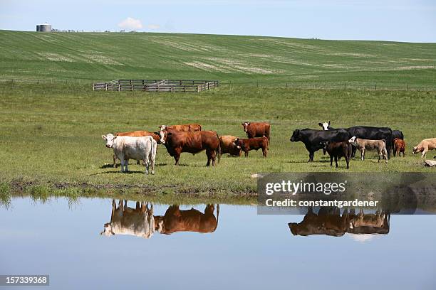 cattle on the ranch reflection. - hereford cow stock pictures, royalty-free photos & images