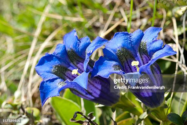 zwei blue gentians - herbstenzian stock-fotos und bilder