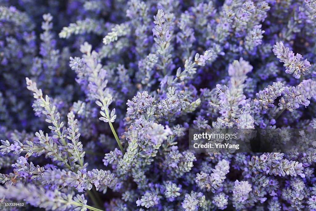 Purple Lavender Flower Herb and Spice Background Texture