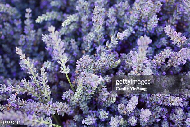 purple lavender flower herb and spice background texture - lavendelkleurig stockfoto's en -beelden