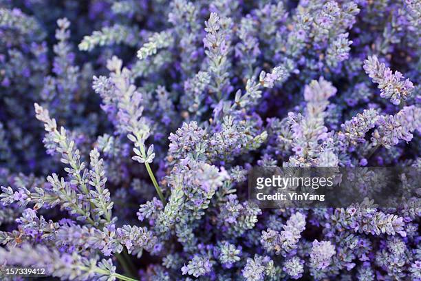 purple lavender flower herb and spice background texture - herb stock pictures, royalty-free photos & images
