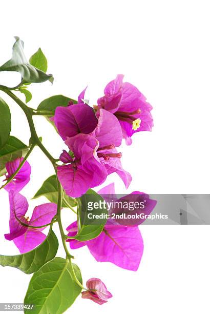 bouganvilleas on white - bougainvillea stock pictures, royalty-free photos & images