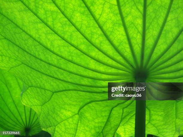 Lotus Leaf High-Res Stock Photo
