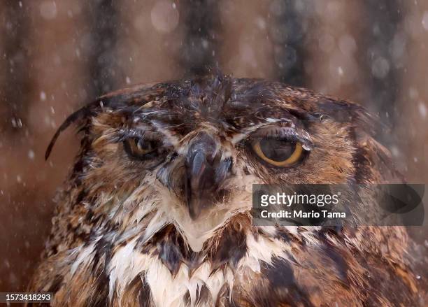 Snickers, a great horned owl, is sprayed down with water by a volunteer at Liberty Wildlife, an animal rehabilitation center and hospital, during...