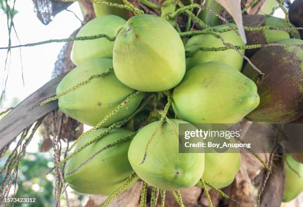 fresh coconuts hanging on a palm tree. coconut is the fruit of a tropical palm plant. - green coconut stock-fotos und bilder