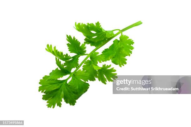 close-up of coriander sprig isolated on white background - persilja bildbanksfoton och bilder