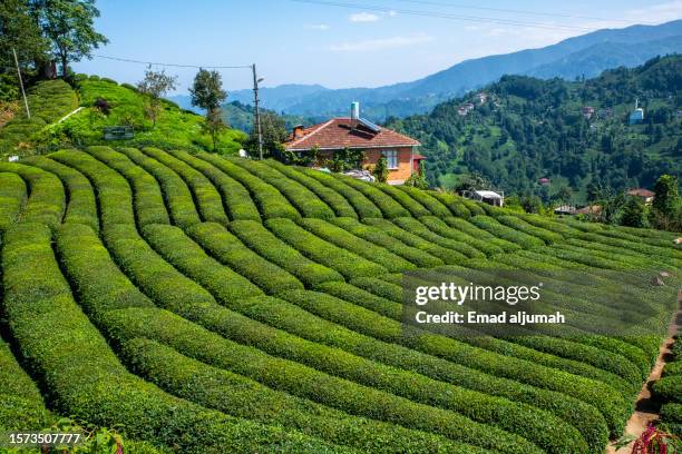 tea plantation landscape, rize - trabzon stock pictures, royalty-free photos & images