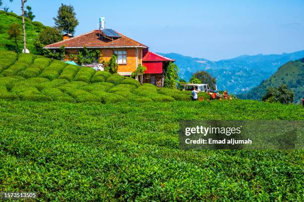 Rize Tea Set 296 Rize Tea Stock Photos, High-Res Pictures, and Images - Getty Images