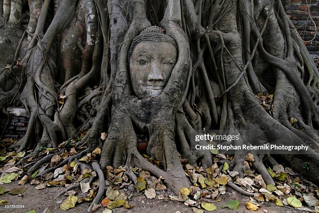 Statue of Buddha's head