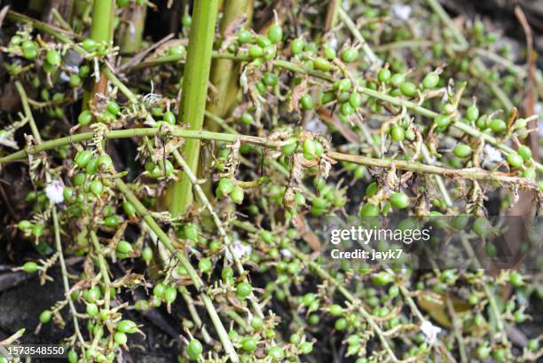 cardamom plant - cardamom stock pictures, royalty-free photos & images